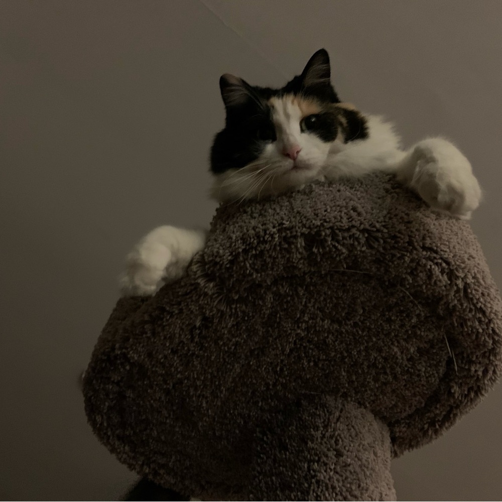 Please Help Me Support This Cat 💗